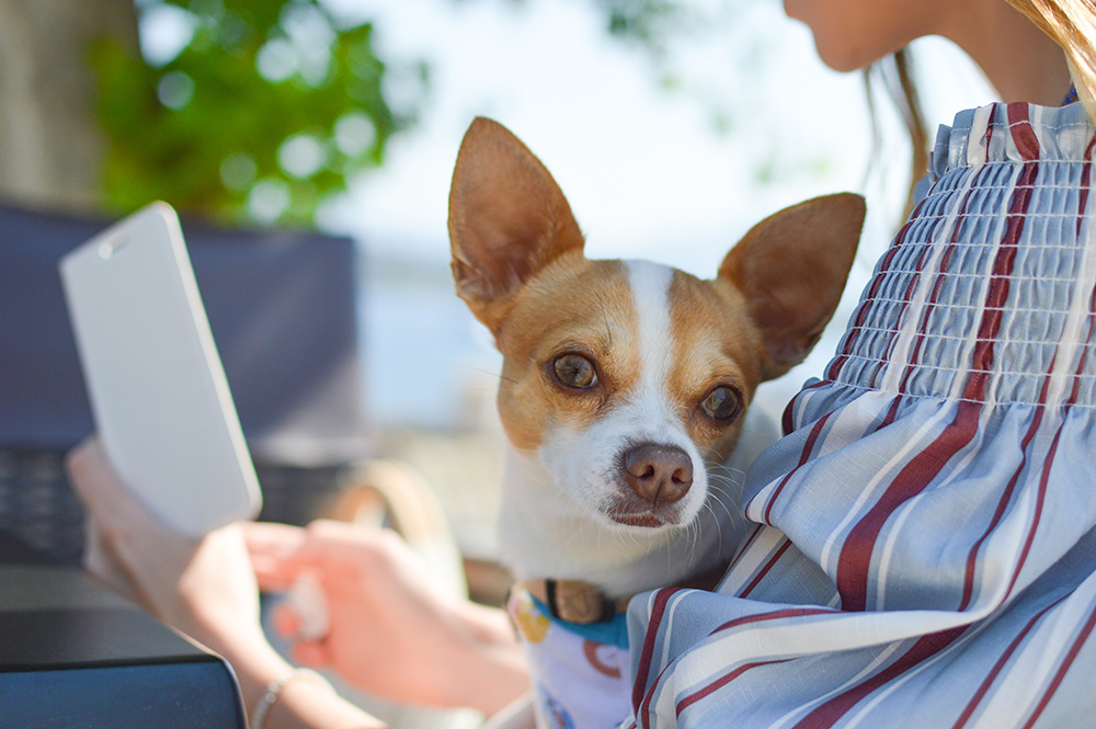 Can dogs eat onions/shallots?